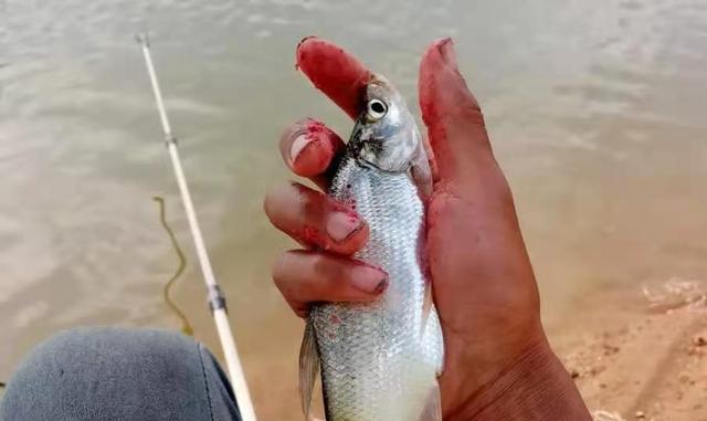 鲫鱼|四月刚到，我就用这绝招来“对付”翘嘴，千真万确，手竿倍儿过瘾