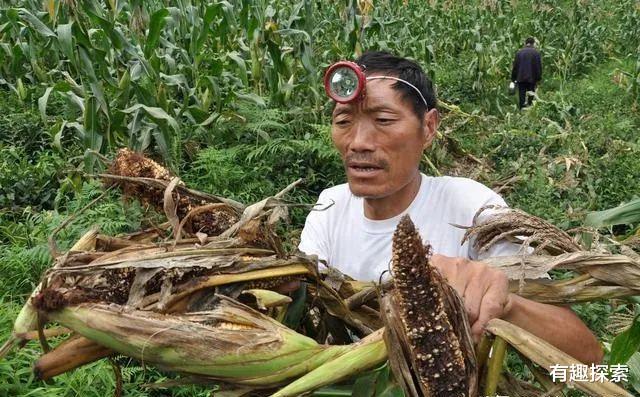 野猪 人猪矛盾激化！陕西野猪20万头，“杀猪令”杀死的野猪肉能吃吗？