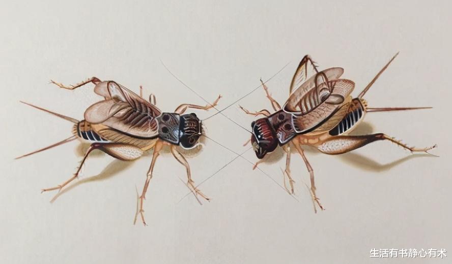 奇闻 涨知识，盘点动物界的奇闻异事