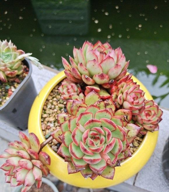 说说家装那点事儿|刚开始接触多肉，养护要谨慎，先买便宜的，养活了再买好的