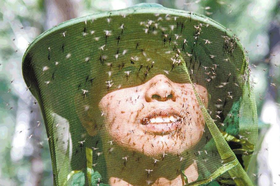蚊子 基因蚊子能消灭野生蚊子吗?巴西用惨痛教训给了我们答案