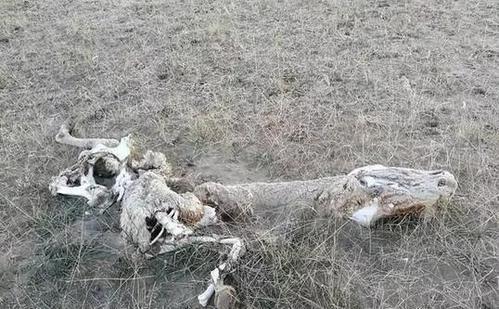  昆仑山螳螂人事件未解之谜：昆仑山螳螂人是怎么回事？