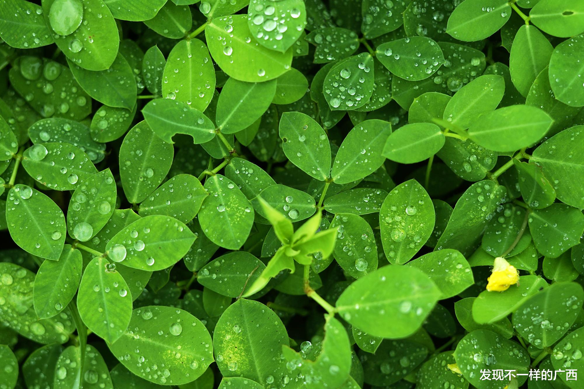 发现不一样的广西 在北海，第一次看到这么美的一个公园！