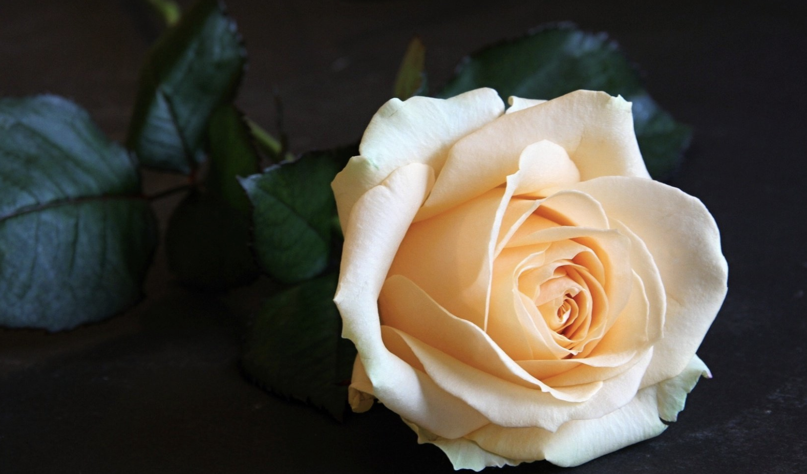 光芒万丈|8月，事业顺遂，光芒万丈，日进斗金，3生肖喜不自胜，丰收在望