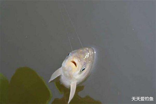 鲫鱼|冬季钓鲫鱼，大棚中鱼口更轻，用这些方法来应当对，收获差不了！