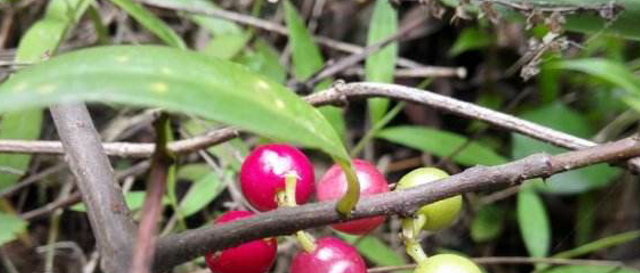 营养膳食|乡下一种野果，可强壮补血，曾经不被重视，现在成了稀罕物