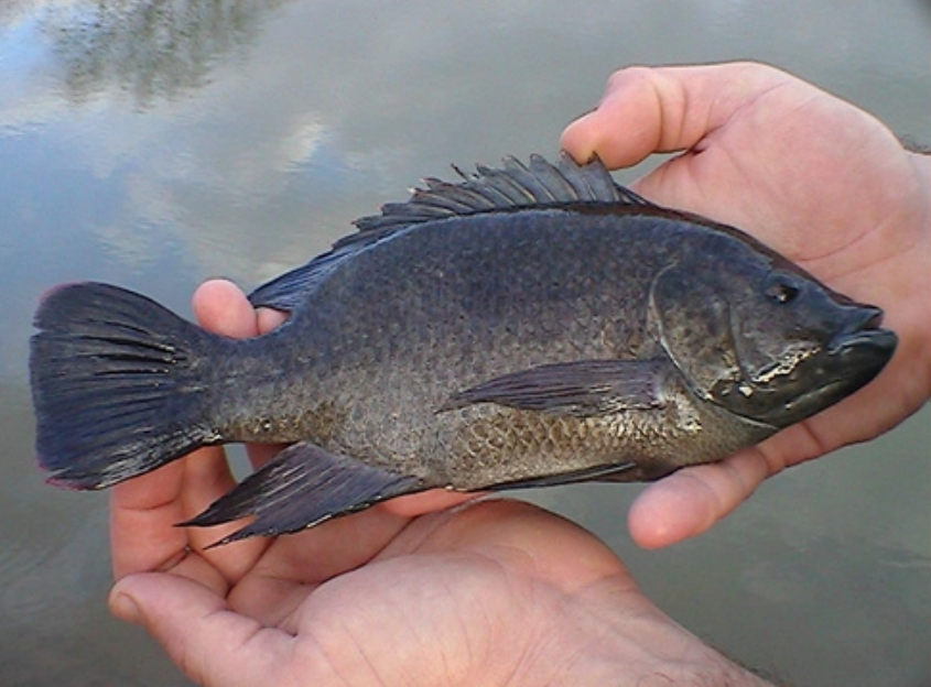 微生物 10 种转基因动物，有的还能发光，真是奇妙