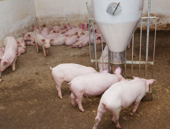 小然说奇闻|天太热的时候，猪不吃东西怎么办？这些解决措施要注意