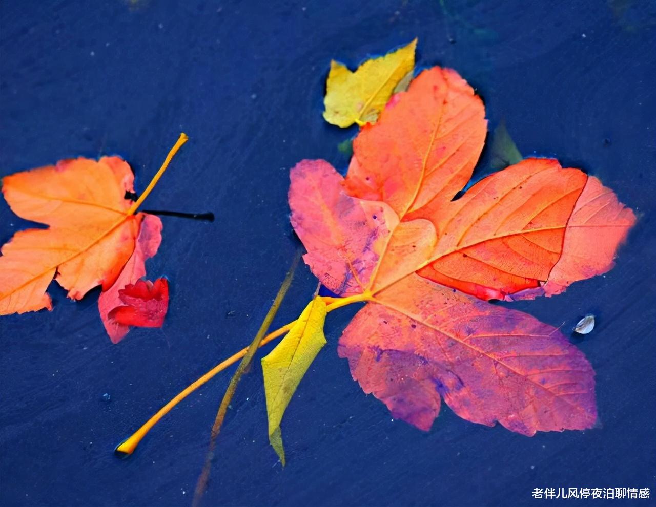 老伴儿风停夜泊聊情感 人到中年：身边有这三种人，是你的幸运