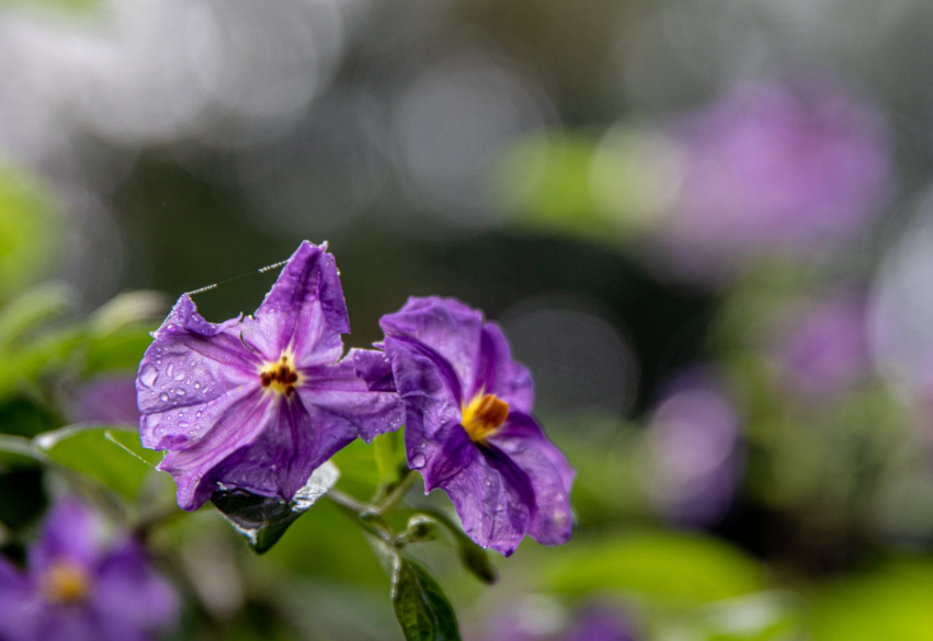 舜网 4月底,满眼深情,爱意难消,获桃花运,前任主动回归的生肖