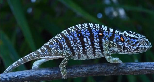 太空 进化论错了？宣布灭绝的物种再现地球，总数量已超过2000只