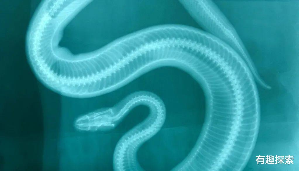 蟒蛇 先有牛吃蛇，后有蛇吃牛，吃得牛怀疑人生，为何有这种怪异行为?