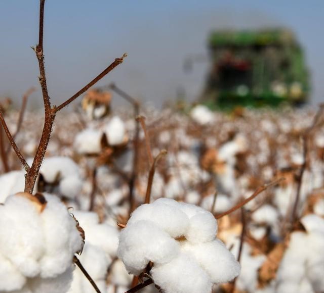新疆棉為何被突然圍攻？世界最好棉花之一，自然環境造就最強之棉-圖5