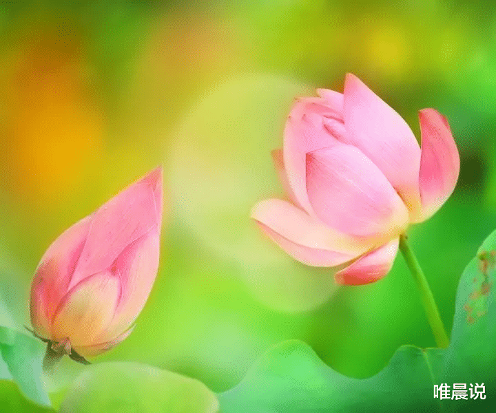 唯晨说|年过半百,生活最好的状态,无非是“安定”