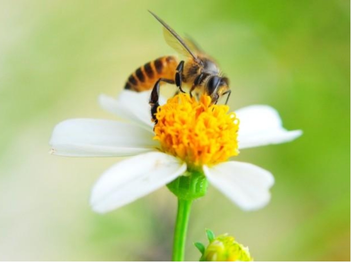 云南 爱因斯坦预言要成真了？全球六分之一蜜蜂灭绝，对人类有何影响？