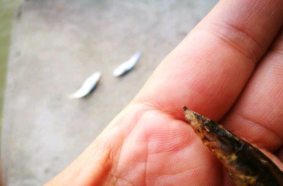 长江|黄颡鱼吞食刀鳅结果噎住，双双被钓鱼人捡走，钓鱼人：一起煮了