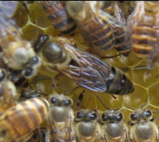 南安育儿经|收回来的蜂第二天在巢门“挂胡子”怎样解决？