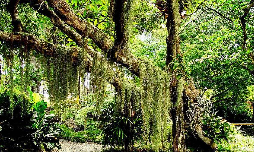 巨蟒 东南亚地区发现9米巨蟒，世界上最大的蛇有多长？人被吞下怎么办