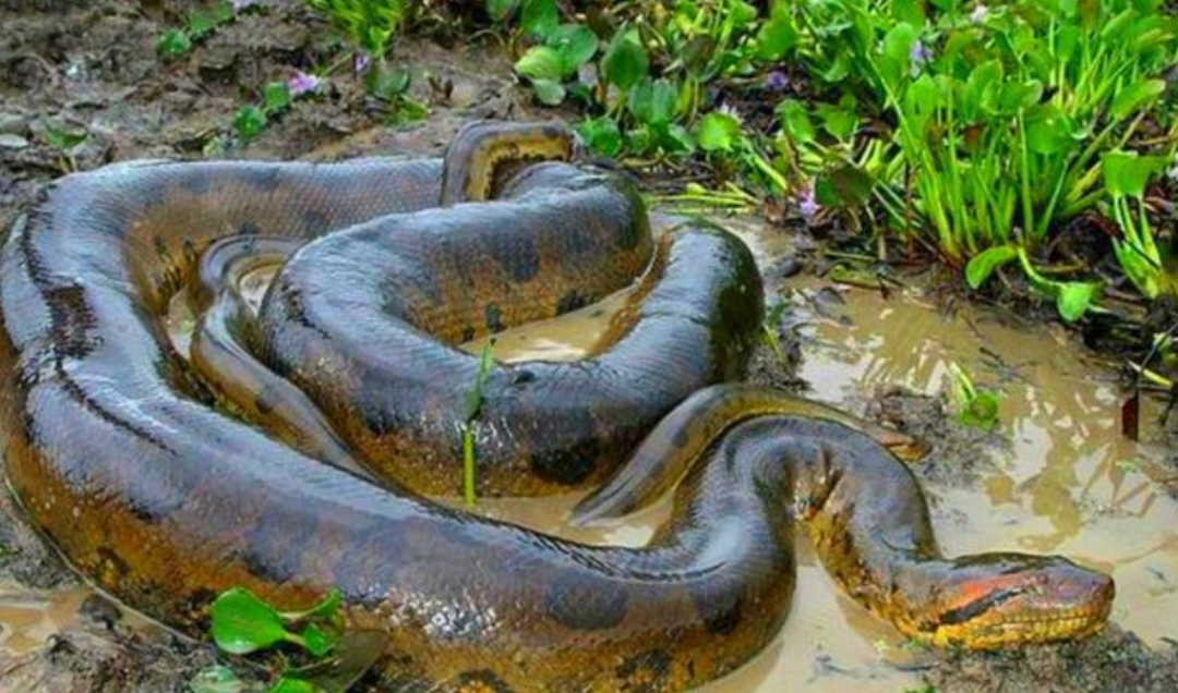 为何人们不敢在亚马逊河中游泳?“可怕”的亚马逊河中有何生物?