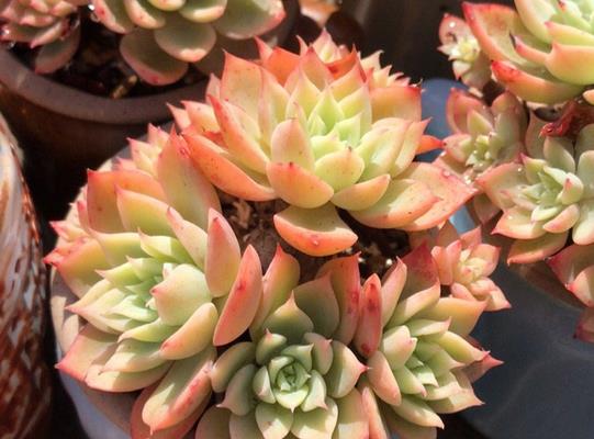 植萌|就喜欢三色堇，数量是越养越多，颜色也是越来越艳丽