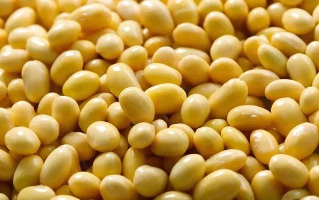 新冠病毒 非转基因和转基因黄豆,差别大,看这一眼就能区分,看完别买错了