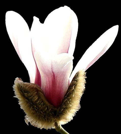 小姐姐|6月初,4属相事业更上一层楼,生活顺风顺水,好运盈门