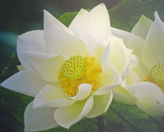 星临天下|步入7月中旬，4属相吉星照耀，抓住时机，财源广进，日子蒸蒸日上