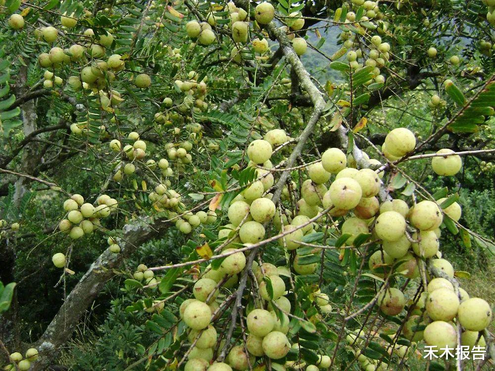 |这野果吃一口忘不了，一口苦，二口酸，三口回甘，药食两用价值高