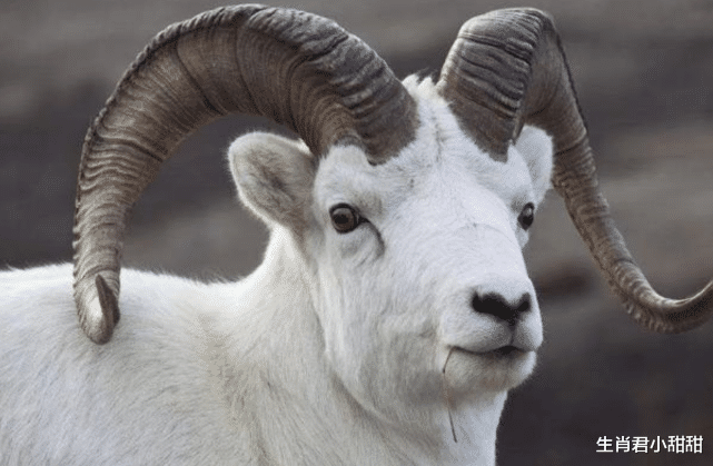 白羊座|表达能力强性格开朗，有着好人缘的生肖羊，在职场中一路开挂