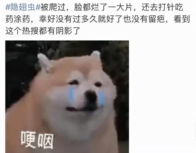 隱翅蟲|熱搜第一！醫生緊急提醒