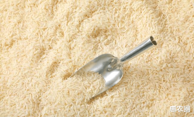 印度長粒水稻很受歡迎，出口賺不少錢，為何我國農民不種植？-圖6