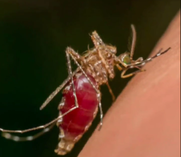 细猫探奇闻|为什么晚上一关灯蚊子就找上你,直接把你吵的睡不着,你知道吗