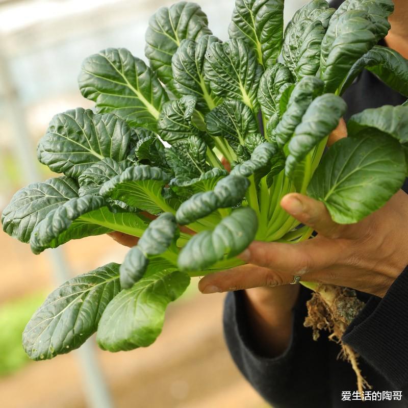 牛肉|冬至到，不管有钱没钱，吃2菜，食2肉，饮2茶，忌2味，健康过冬