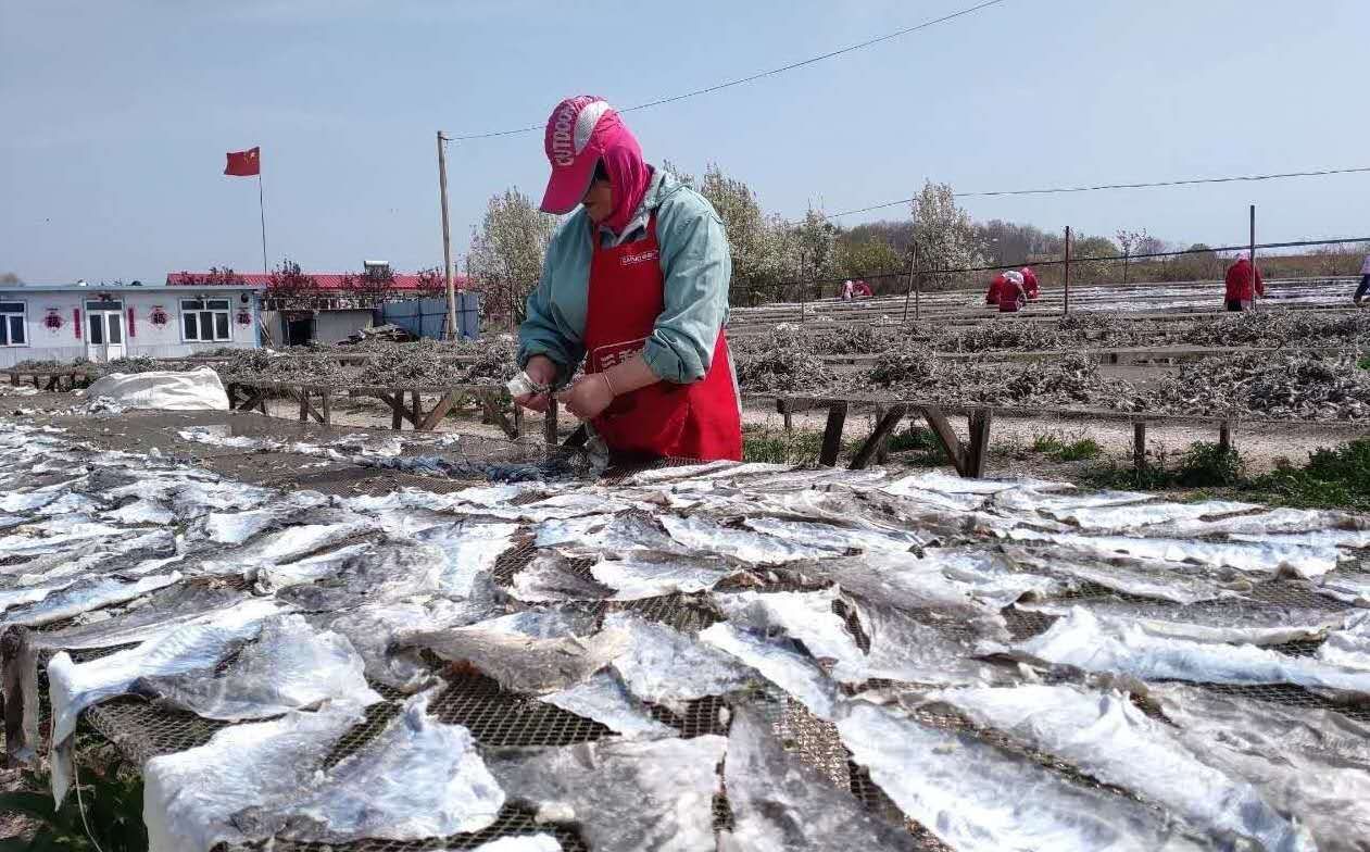 半岛晨报 大连庄河夫妻俩租10多亩地晒鱼皮！远销美国、加拿大、日韩等地