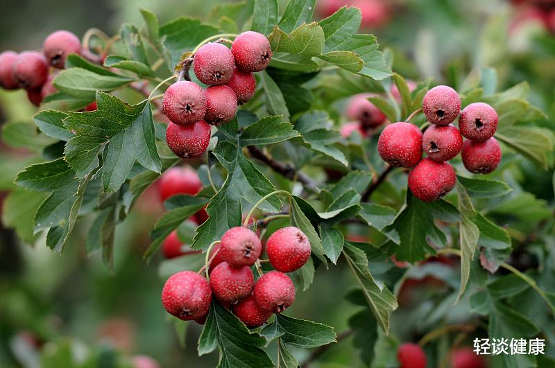 轻谈健康|山楂是消积食的“良药”？儿科医生：常吃3种食物，养脾胃长高个