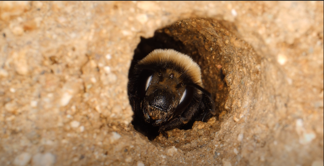 蜜蜂 世界上约70%的蜜蜂在地下筑巢，你听说过在海滩上筑巢的蜜蜂吗？