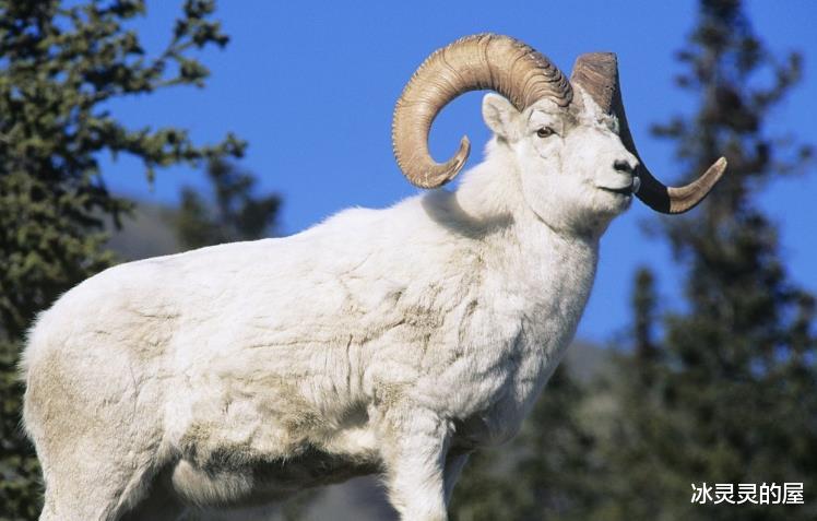 生肖|2021一整年,5大生肖财运常来,日子过得不差,红票子一直涨