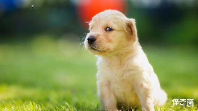 野生动物 为什么野生动物不需要吃盐，而人类却不行？我们的身体很特殊吗？