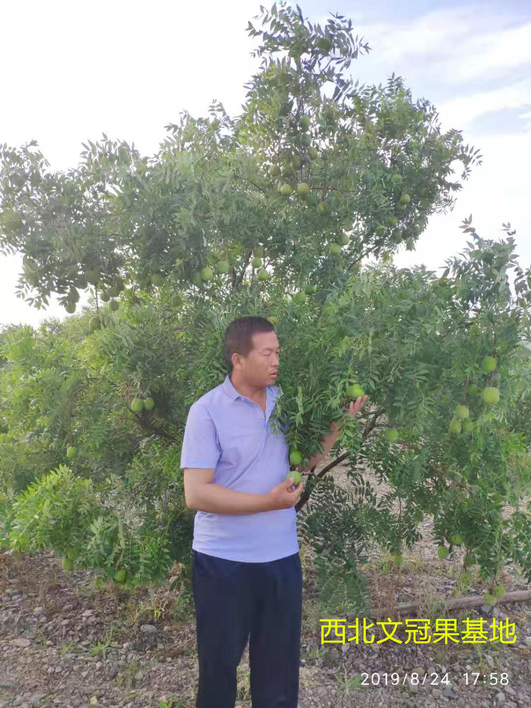 阿尔茨海默病 文冠果被全球学界封为“生命之果”