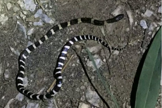 毒蛇 比银环蛇还致命的毒蛇，被称为“亚洲杀人王”，它究竟有多恐怖？