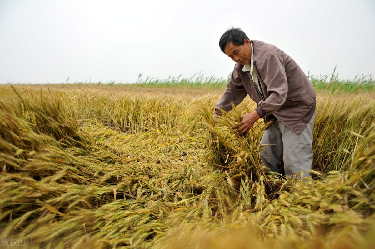 小麥明跌暗漲，稻谷趨穩，玉米繼續大跌，糧價沒救？7月行情預測-圖3