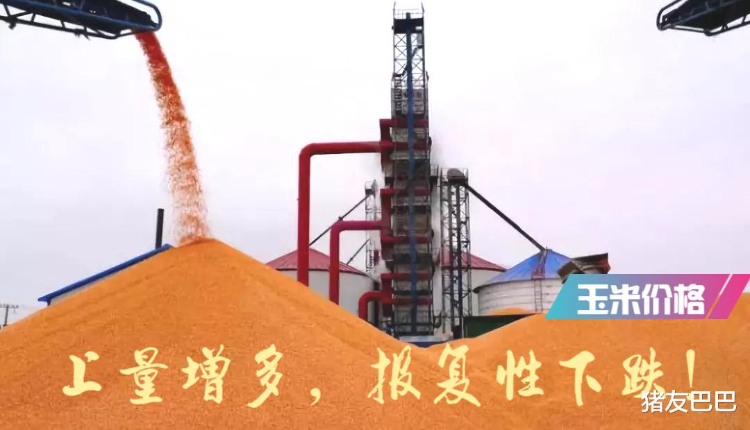 生猪价格 猪价、粮价有变，5月19日，猪价底部横盘，玉米价格报复性下跌！