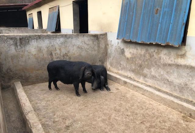 生猪价格 现在猪价下跌到成本线了吗？那养猪户什么时候会杀母猪呢？