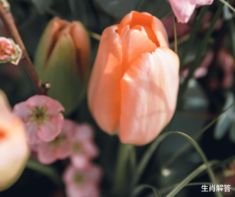 生肖解答|8月，苦练到底，爱得真诚，沧海桑田，3生肖真情不变，痴迷旧爱