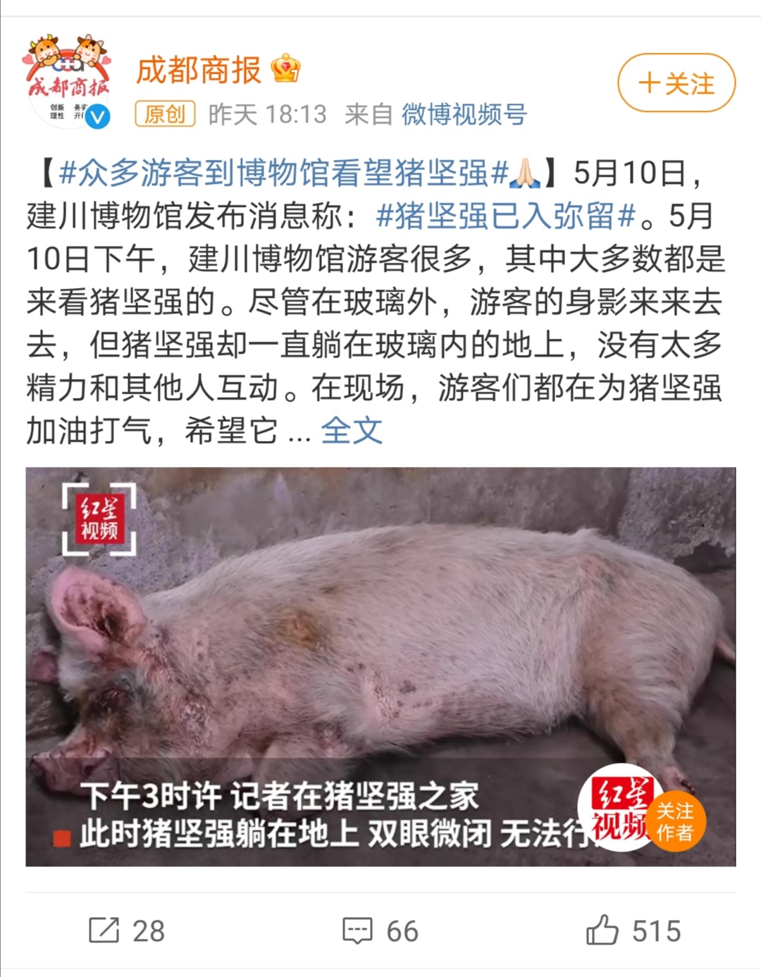 慧艳看世界 网传14岁猪坚强已入弥留！