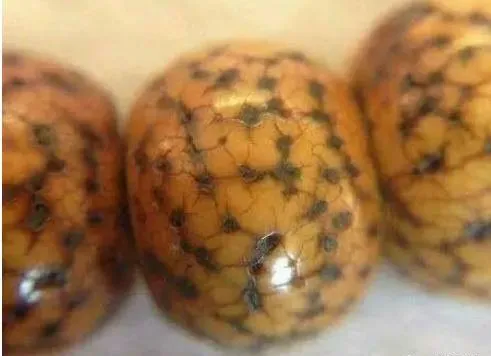 菩提根|人家的菩提根1年开片，我的金刚3年了咋还不开片？