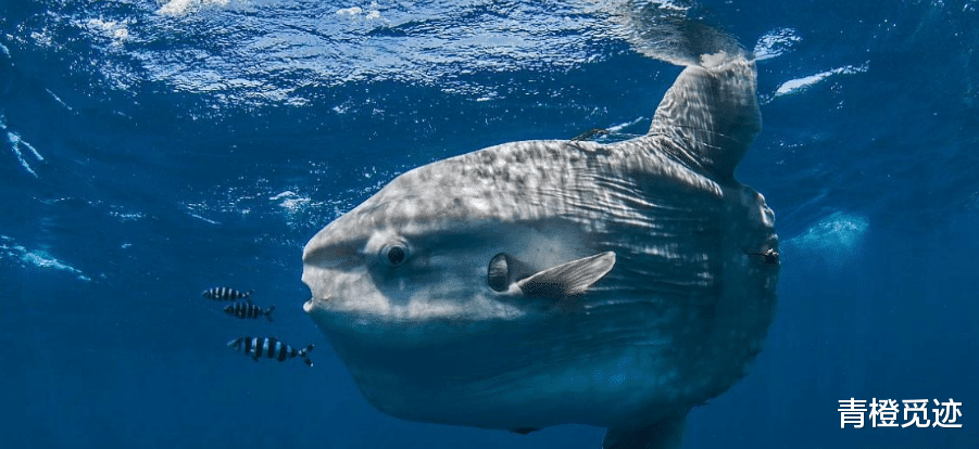 鲨鱼 世界上最蠢的鱼，被敌人吃掉也无动于衷，难道是活的太久了？
