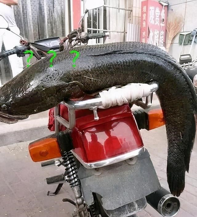 辽宁省|辽宁钓鱼人碰到“金蟾抱鲤”网络热议，预示好运？其实是自然现象