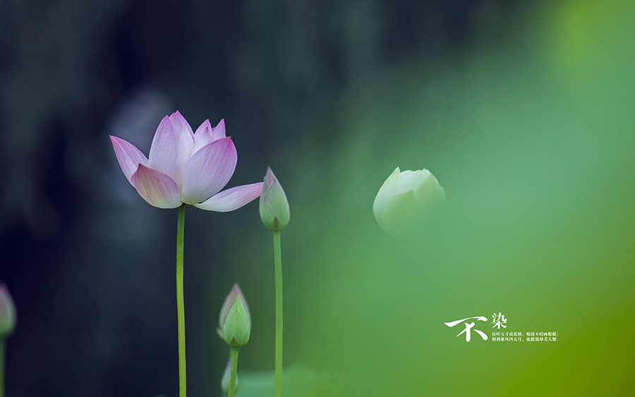 那年的星座|未来7天，桃花运超旺，财运走高，事业畅通无阻，福泽绵绵的属相
