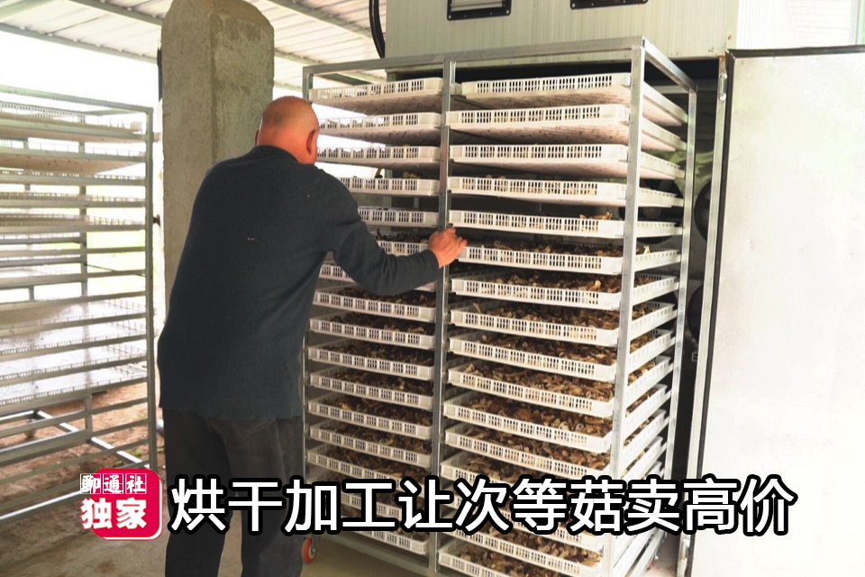 聊通社 聊城一片小树林中羞答答冒出“小精灵”，看上去很美，收入更惊人